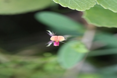 Alysicarpus tetragonolobus